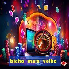 bicho mais velho da loteria dos sonhos